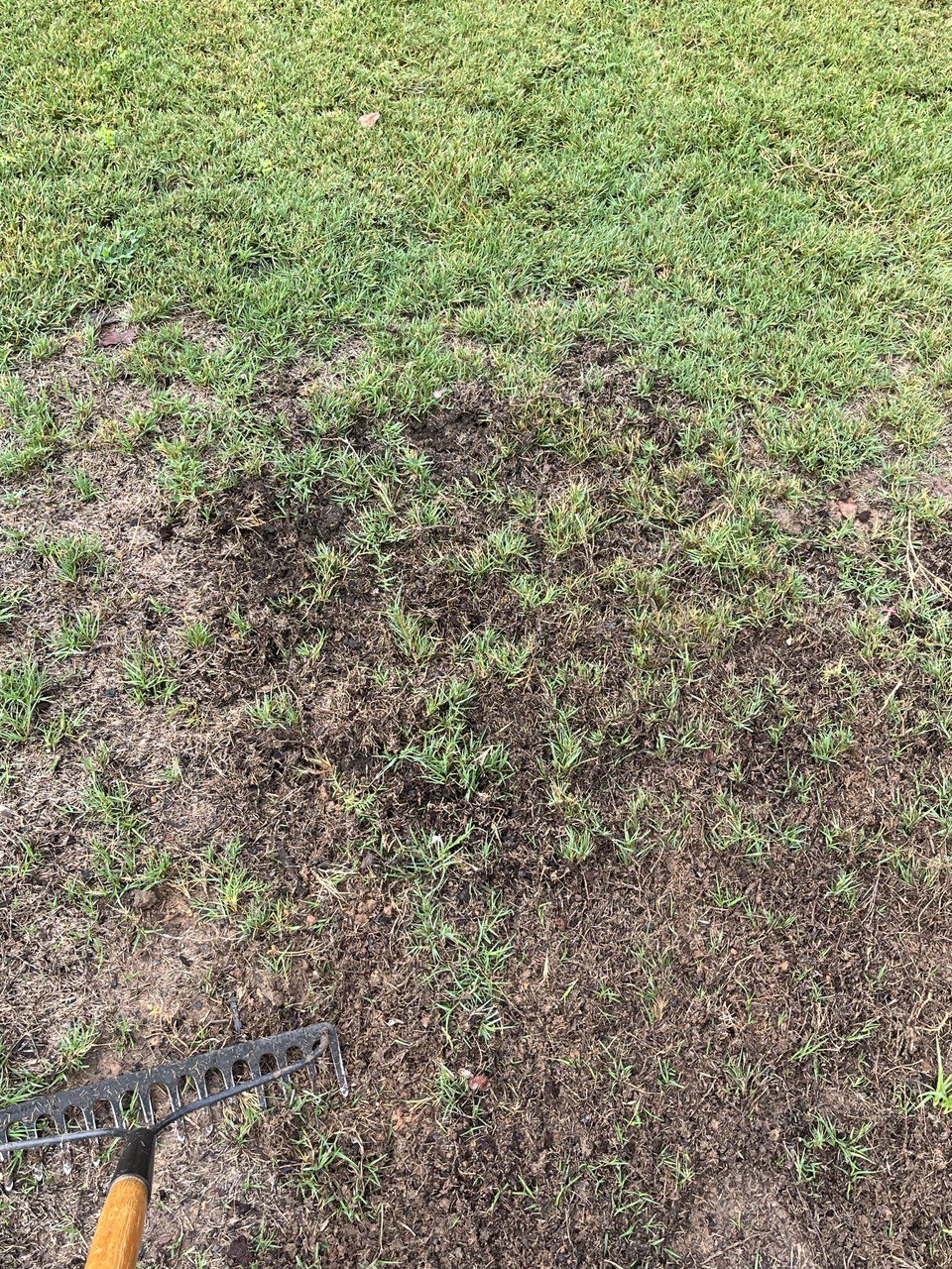 Bermuda sod