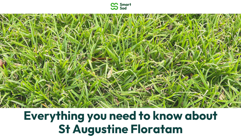 Floratam St. Augustine sod
